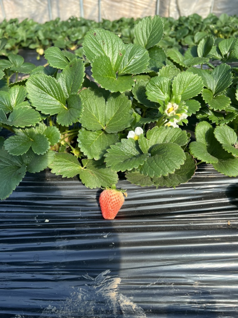 草莓盆栽带花带果发货