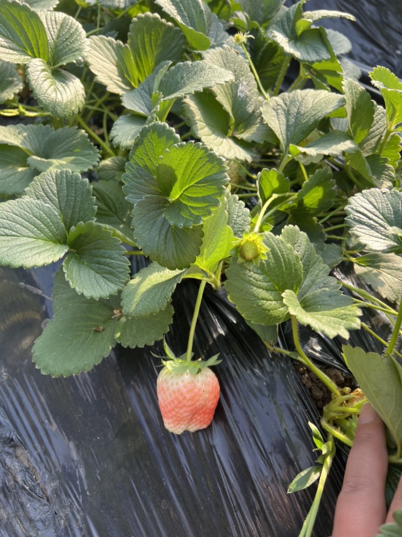草莓盆栽带花带果发货