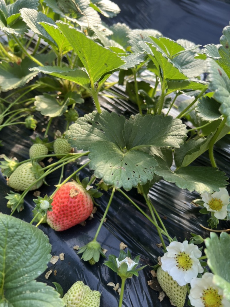 草莓盆栽带花带果发货
