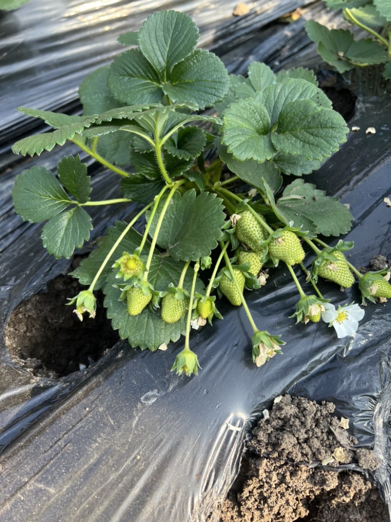 草莓盆栽带花带果发货