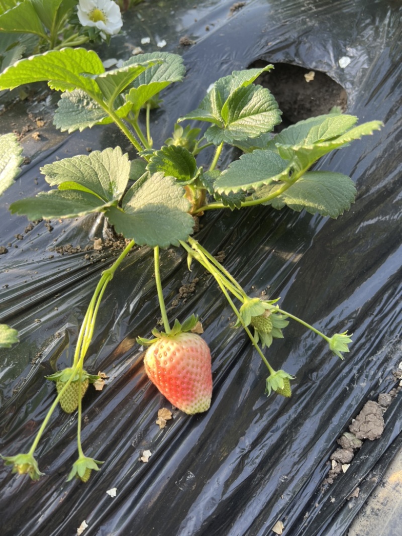 草莓盆栽带花带果发货