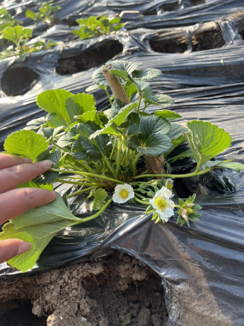 草莓盆栽带花带果发货