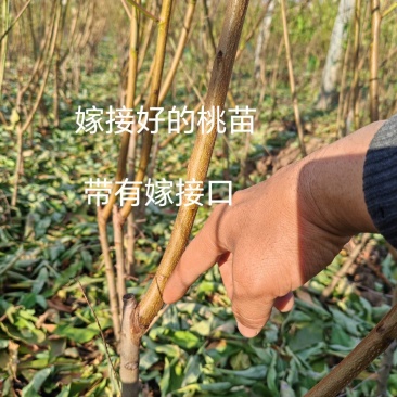 秋彤桃苗突围桃树苗全红蜜桃苗映霜红桃苗等早中晚品种桃树苗
