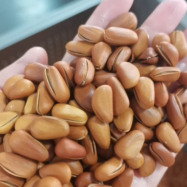 开口松子新货精品油炸中颗粒，