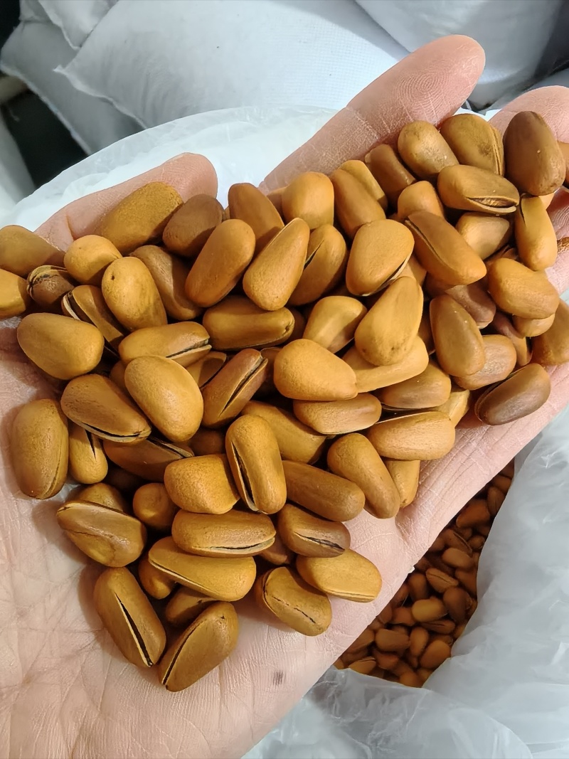 开口松子新货精品油炸中颗粒，