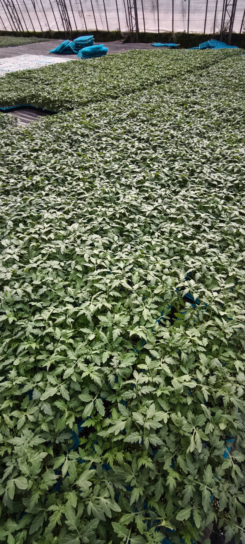 口感番茄苗草莓西红柿苗