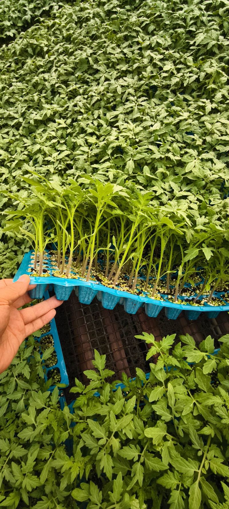 口感番茄苗草莓西红柿苗