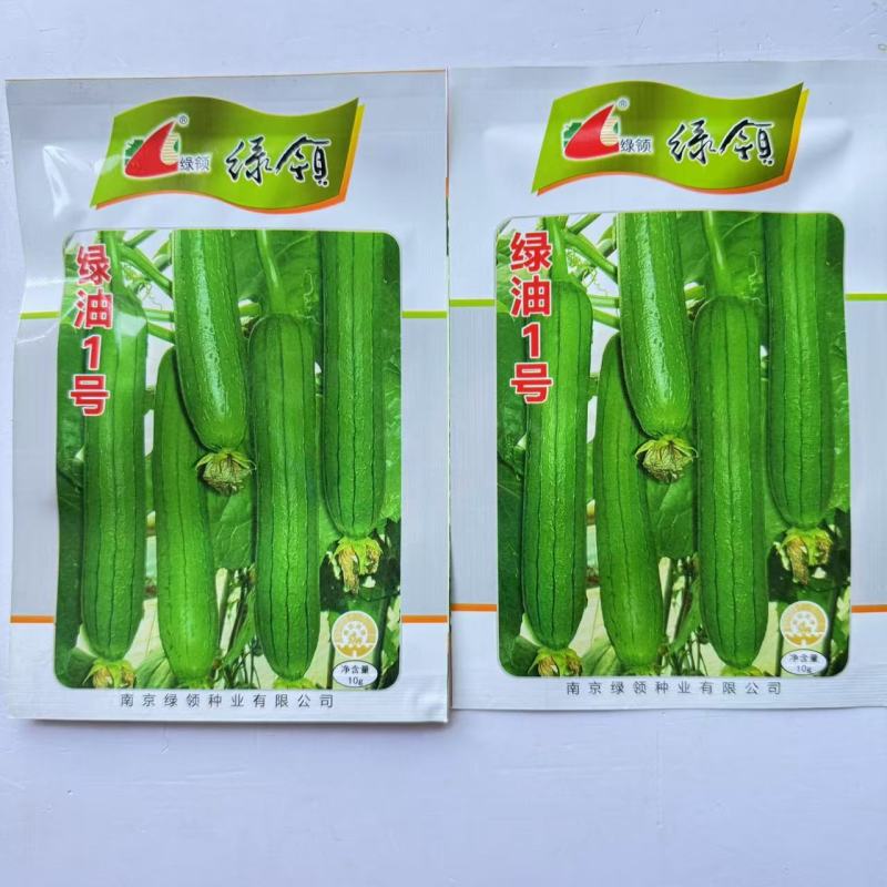 丝瓜种子绿领绿油1号丝瓜种子早熟果皮油亮深绿色皮薄丝瓜种
