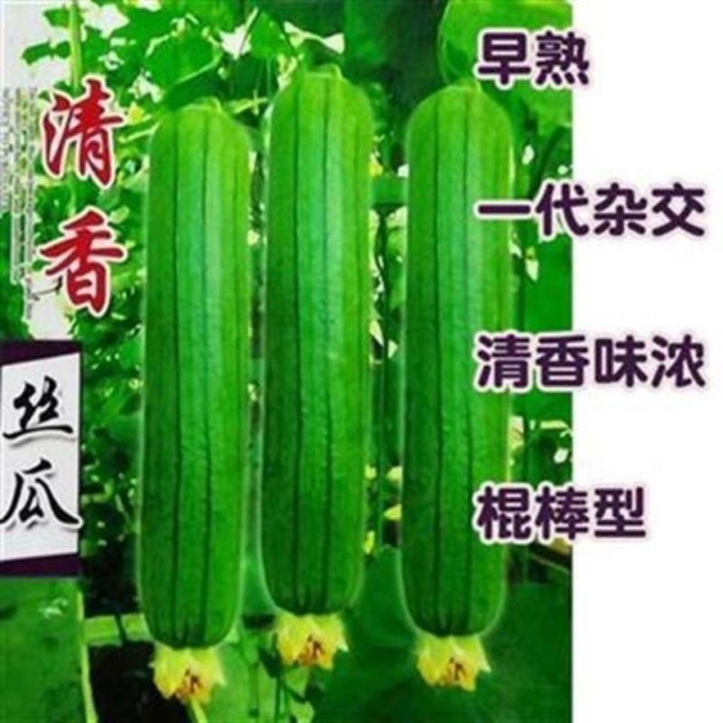 丝瓜种子清香丝瓜种子