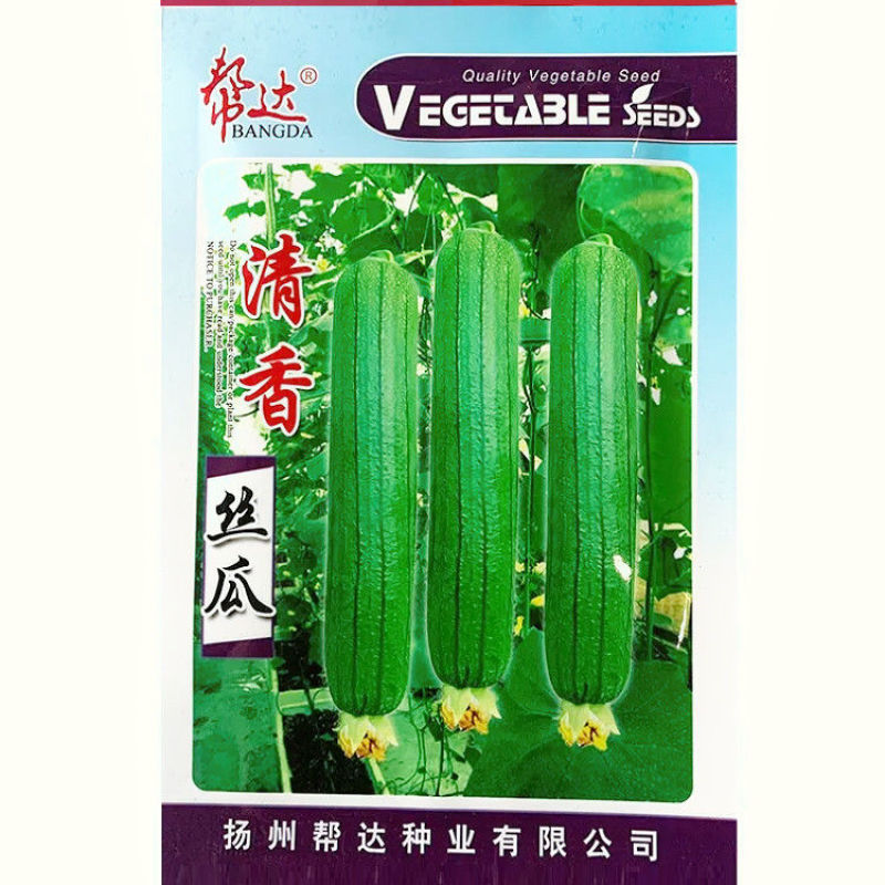丝瓜种子清香丝瓜种子