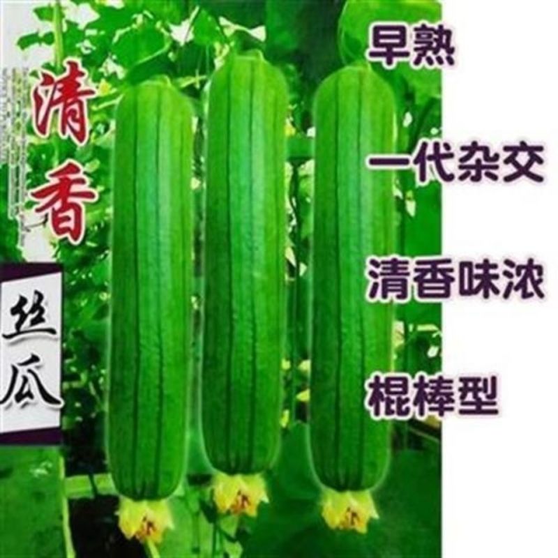 丝瓜种子清香丝瓜种子