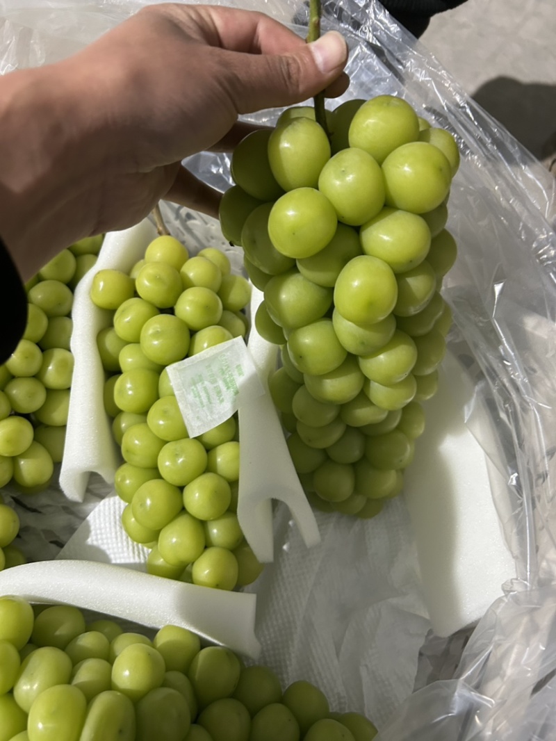 库存精品阳光玫瑰
