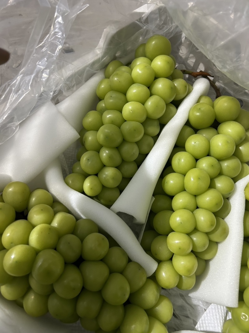 库存精品阳光玫瑰
