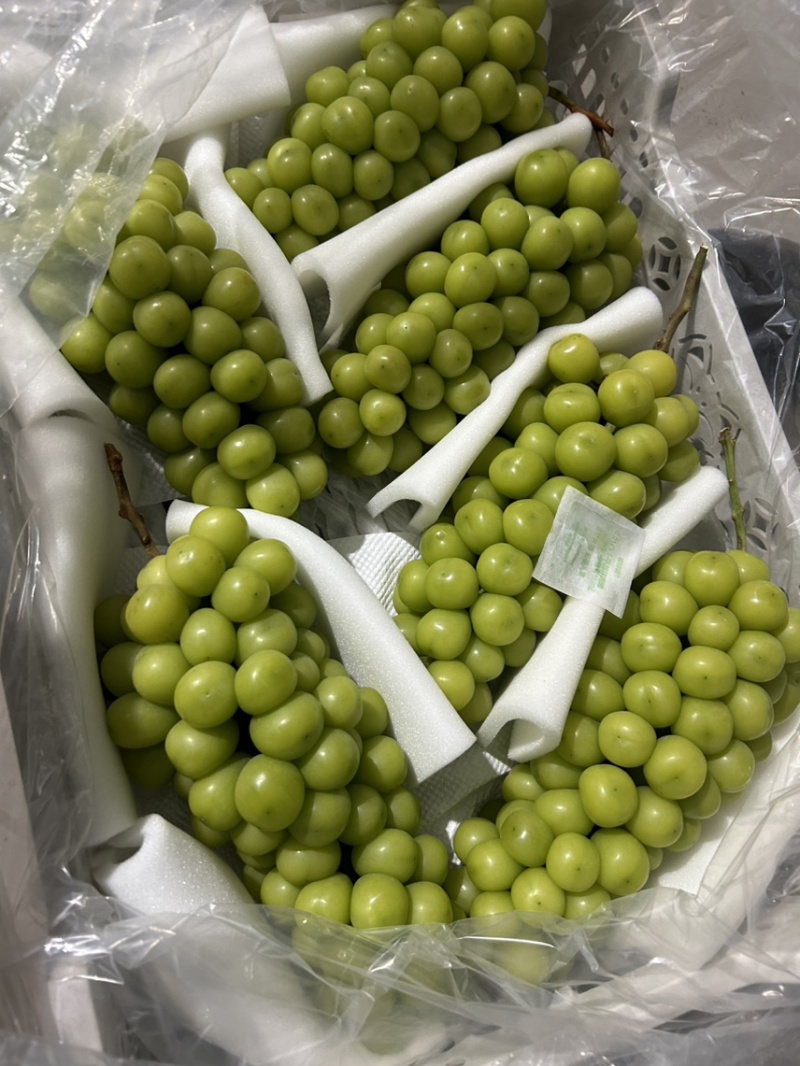 库存精品阳光玫瑰