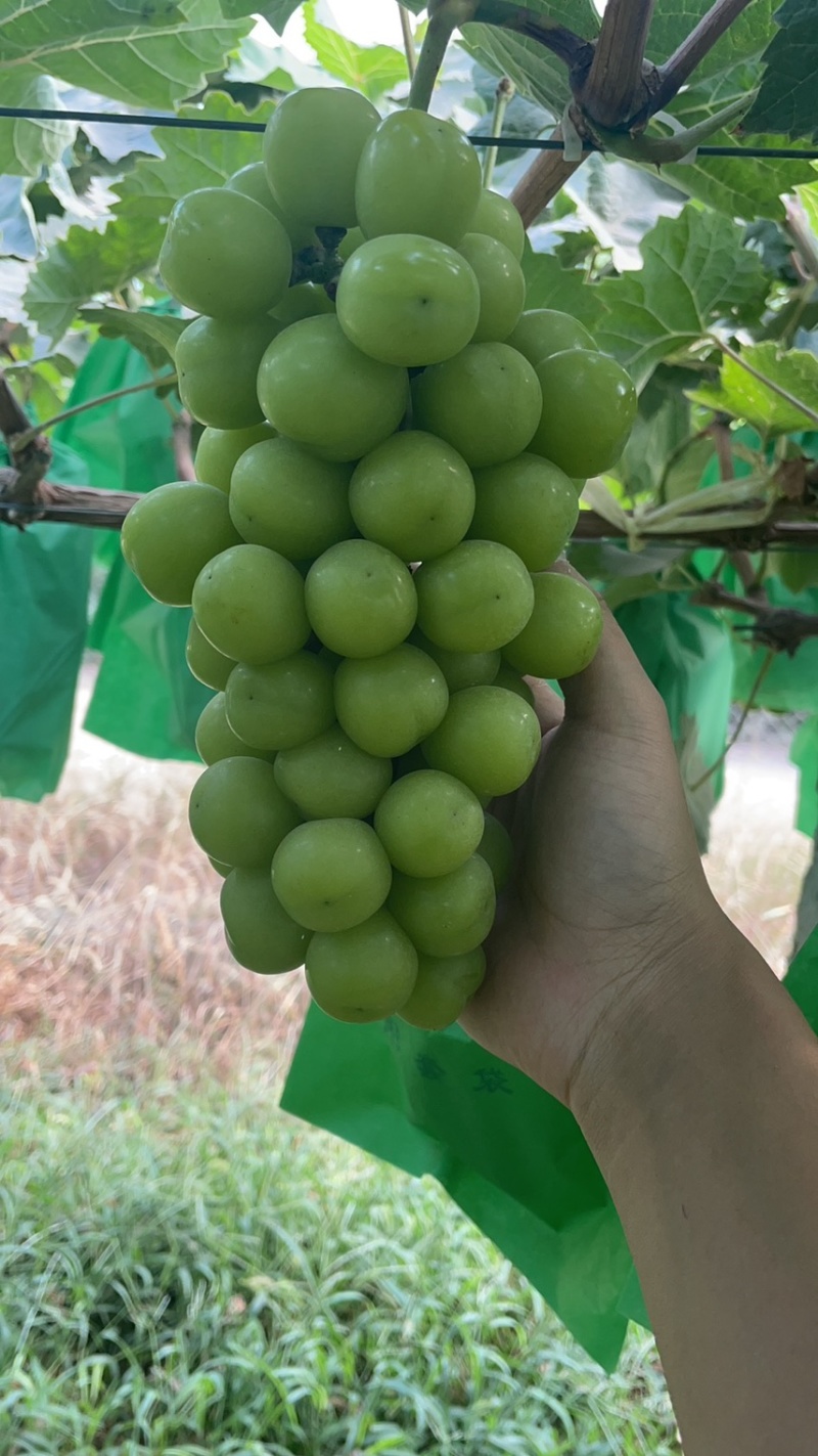库存精品阳光玫瑰