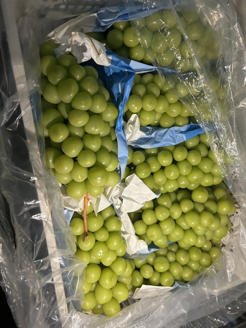 库存精品阳光玫瑰