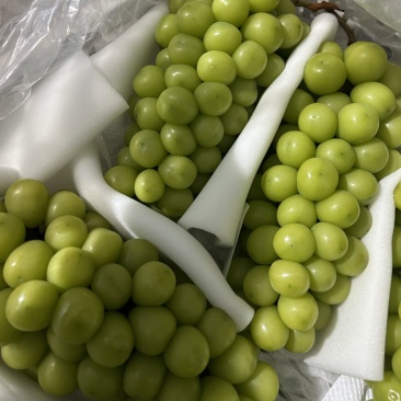 库存精品阳光玫瑰