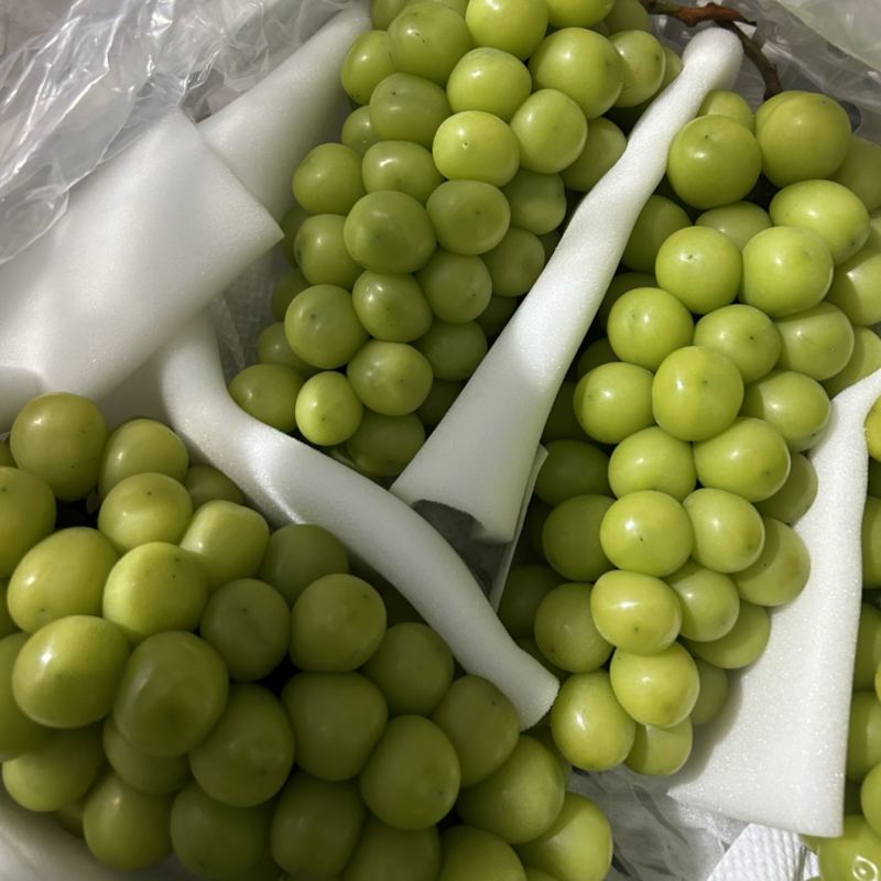 库存精品阳光玫瑰