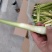茭白