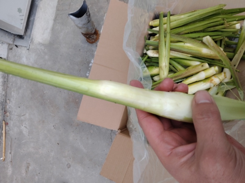 茭白