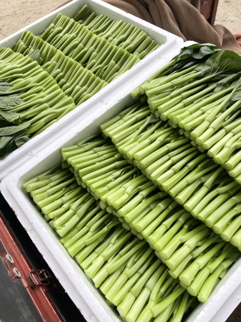 精品菜芯广东菜心甜菜心基地直销量大从优供全国电商超市