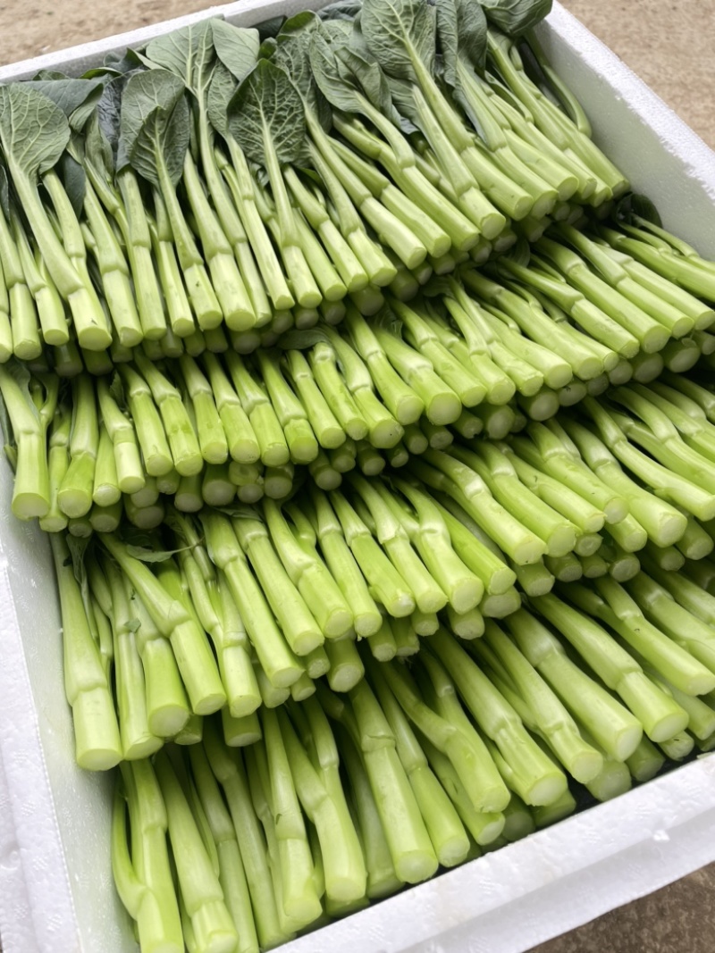 精品菜芯广东菜心甜菜心基地直销量大从优供全国电商超市