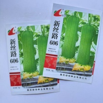 绿领新丝路606丝瓜种子果实短棒型表皮青绿色丝瓜种子