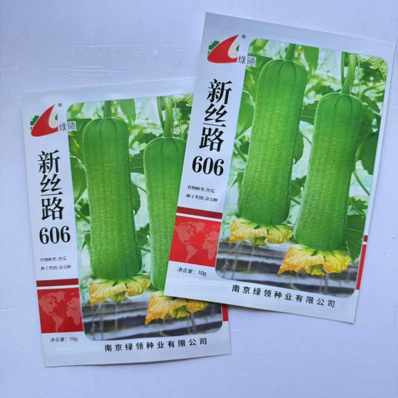 绿领新丝路606丝瓜种子果实短棒型表皮青绿色丝瓜种子