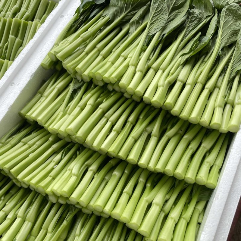 精品菜芯广东菜心甜菜心基地直销量大从优供全国电商超市