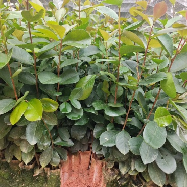 优质油茶苗，生长旺盛，适合家庭种植，助您轻松收获美味油茶！