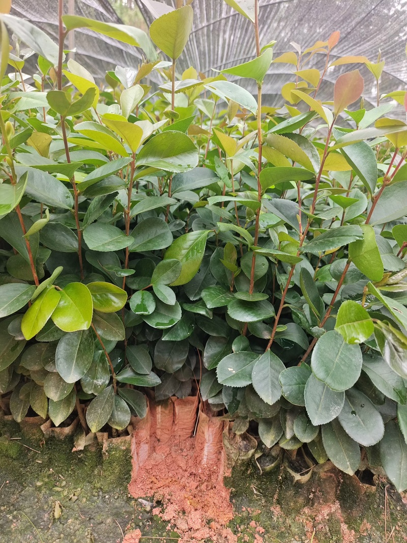 优质油茶苗，生长旺盛，适合家庭种植，助您轻松收获美味油茶！