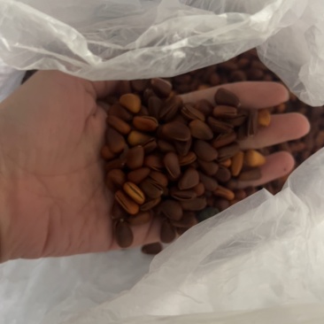 碳烤红松，便宜卖。好吃！