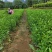 枳橙苗大叶枳壳实生苗枳橙实生苗卡佐里枳橙苗枳橙芽苗