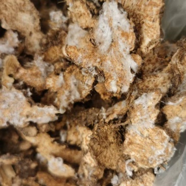 甩卖：纯茅苍术/纯北仓片，无硫原统货纯晒制