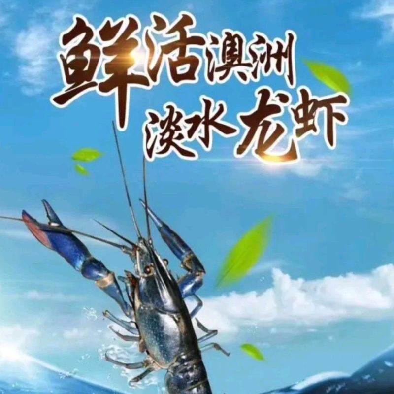 广西本地淡水澳洲蓝龙虾，适应纯淡水生存