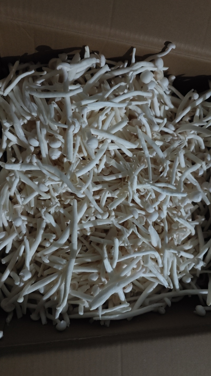白玉菇散装