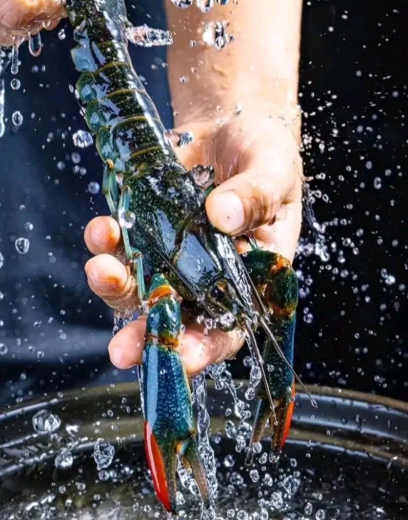 广西本地淡水澳洲蓝龙虾，适应纯淡水生存