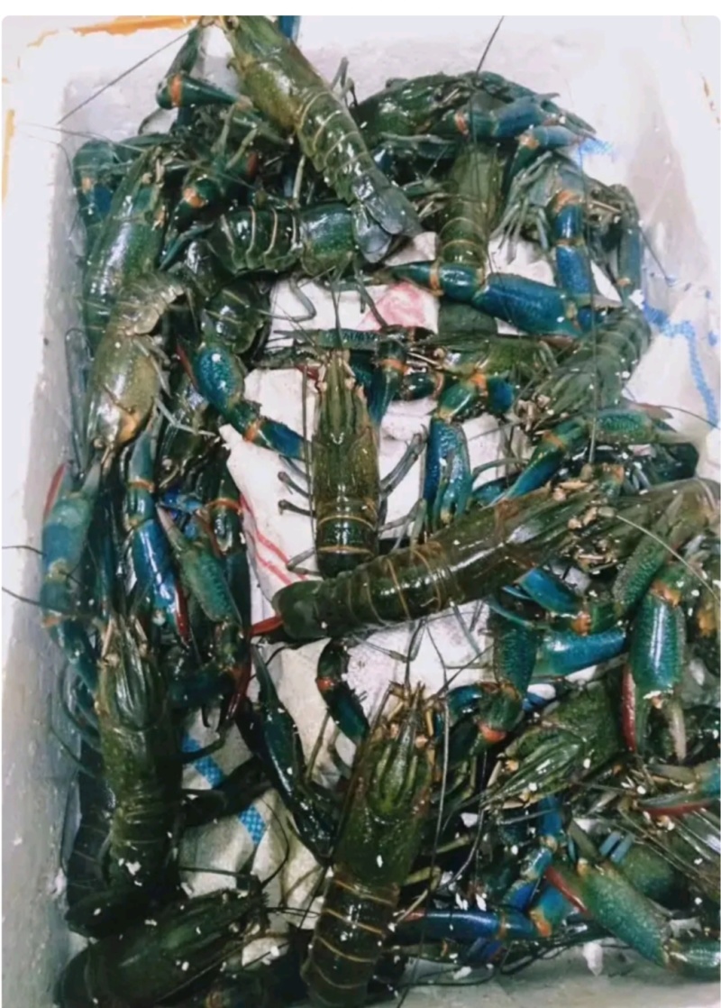 广西本地淡水澳洲蓝龙虾，适应纯淡水生存