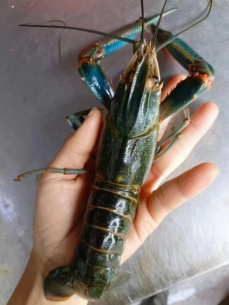 广西本地淡水澳洲蓝龙虾，适应纯淡水生存
