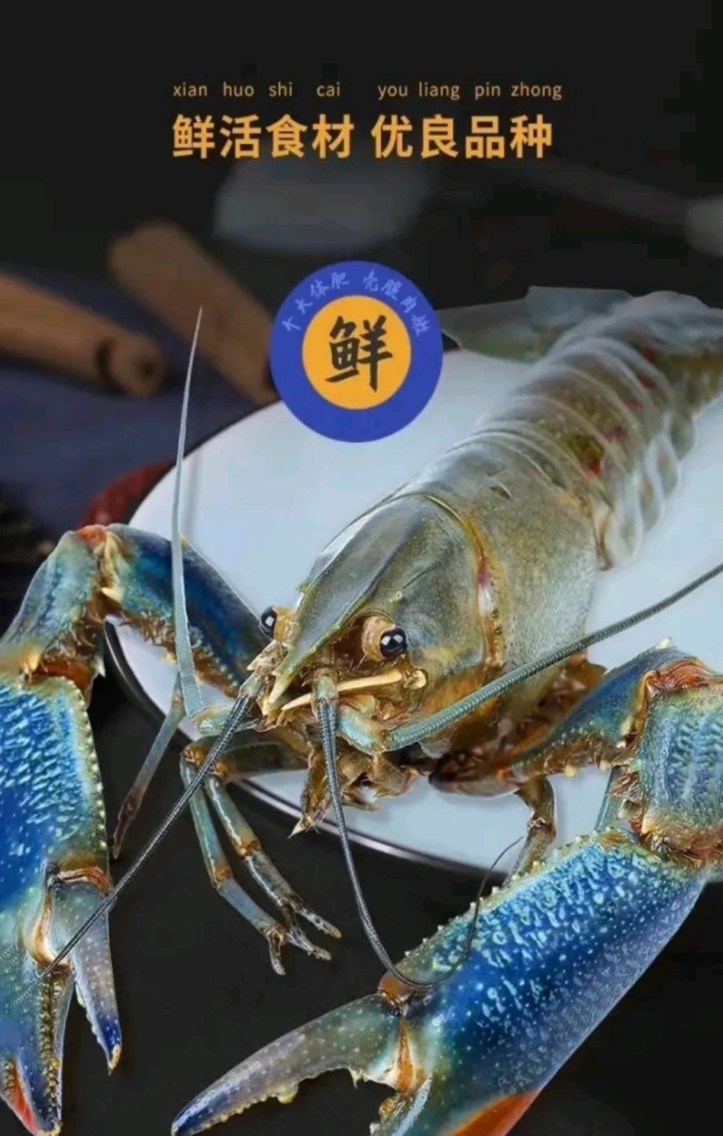广西本地淡水澳洲蓝龙虾，适应纯淡水生存