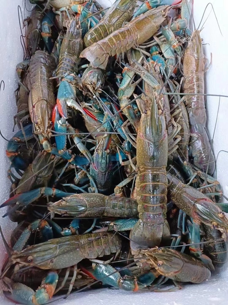 广西本地淡水澳洲蓝龙虾，适应纯淡水生存