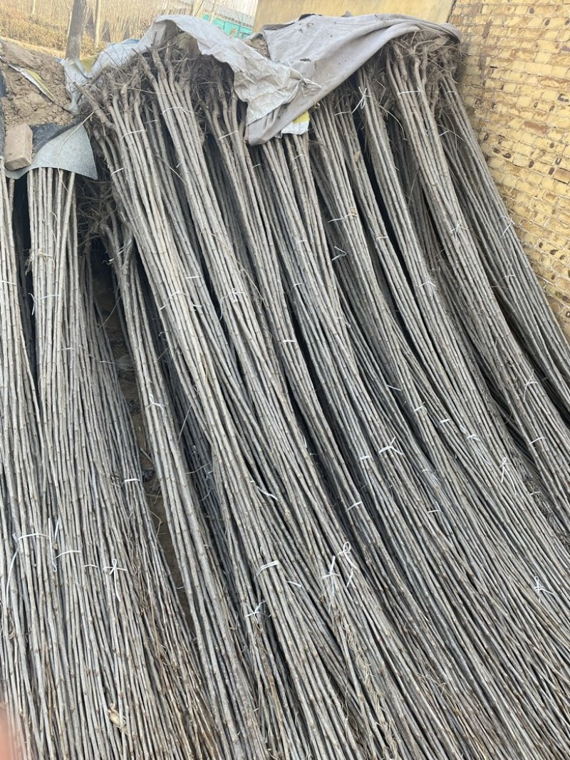 107杨树苗，南林3804无絮杨，大量上市