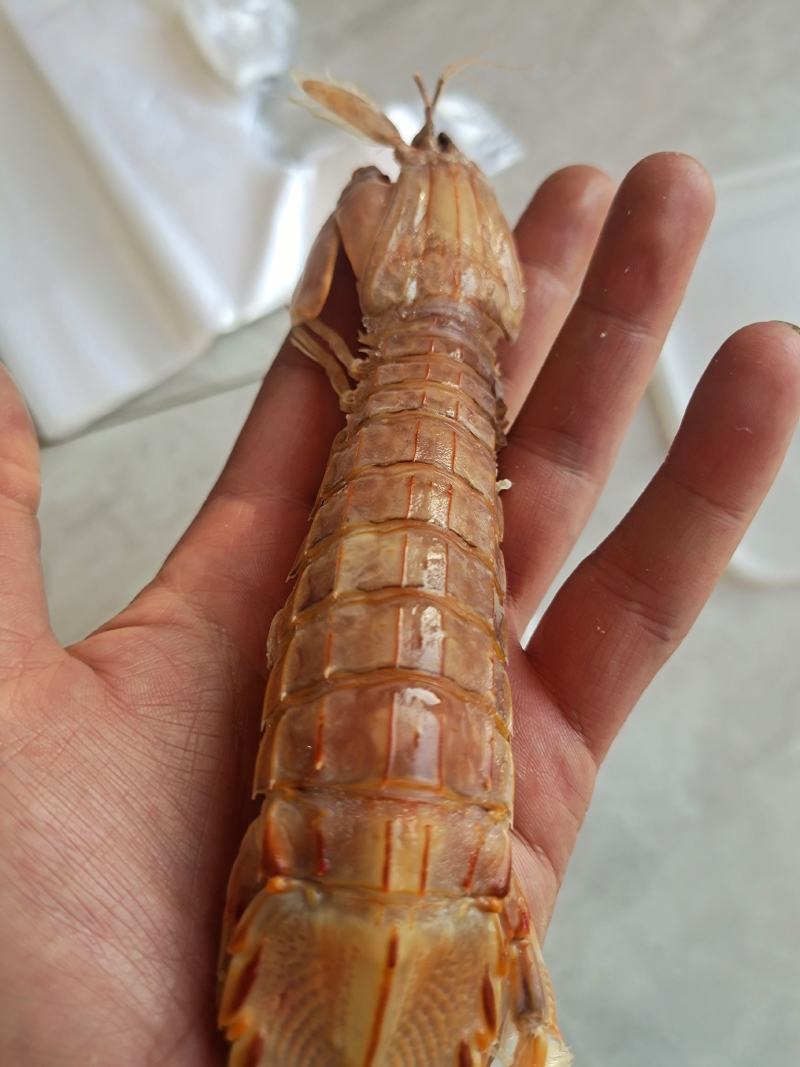 大公皮皮虾13公分左右电商团购