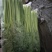 【推荐】河北芹菜西芹基地直发保质保量对接全国商超社区团