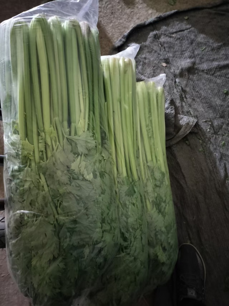 【推荐】河北芹菜西芹基地直发保质保量对接全国商超社区团