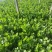 【推荐】河北芹菜西芹基地直发保质保量对接全国商超社区团