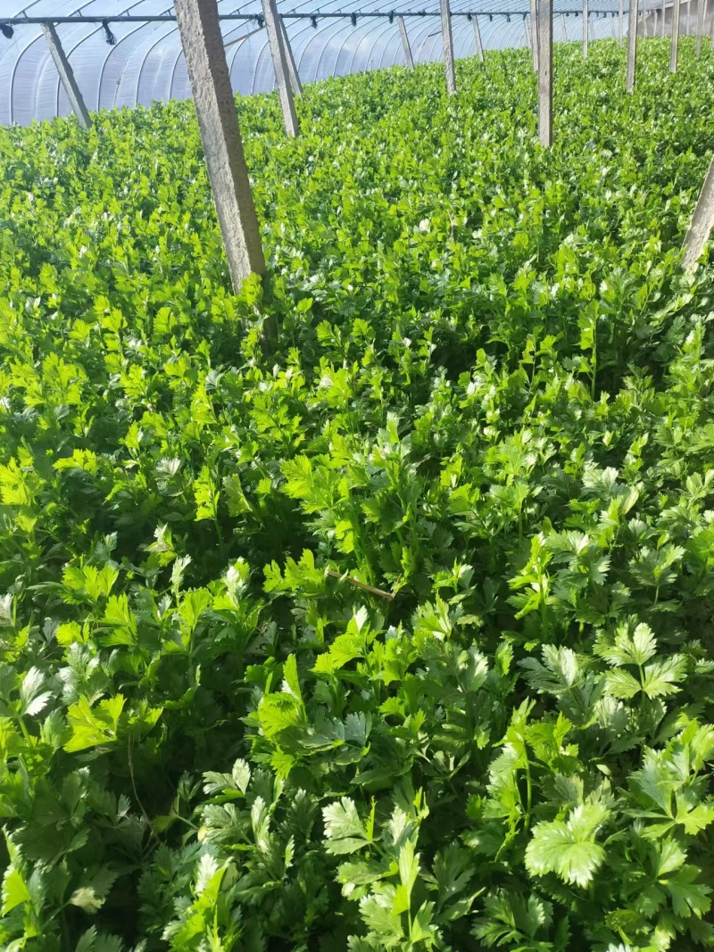 【推荐】河北芹菜西芹基地直发保质保量对接全国商超社区团