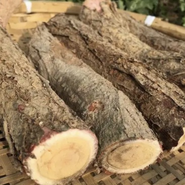 酸枣树根