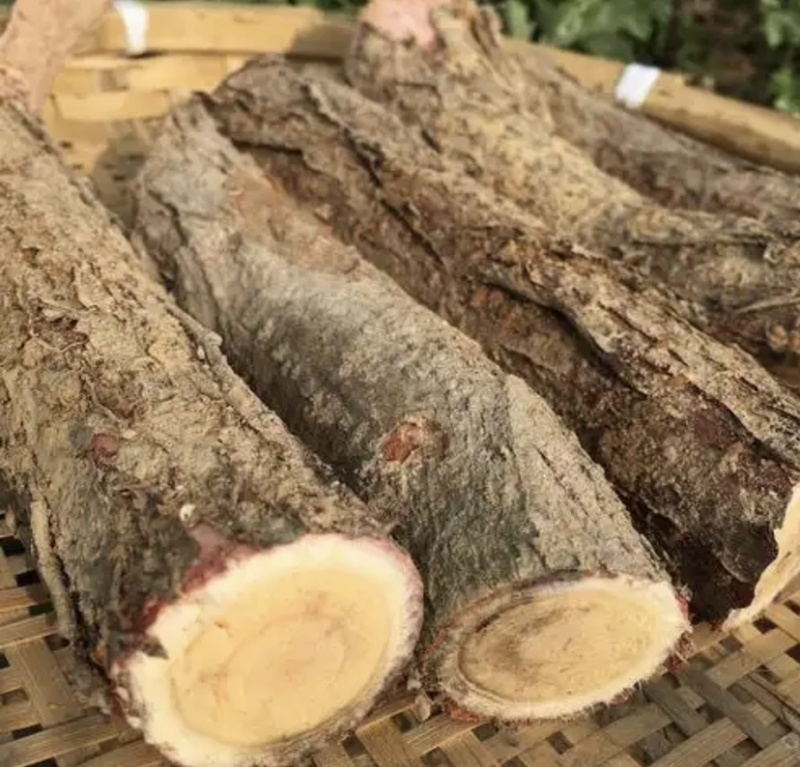 酸枣树根