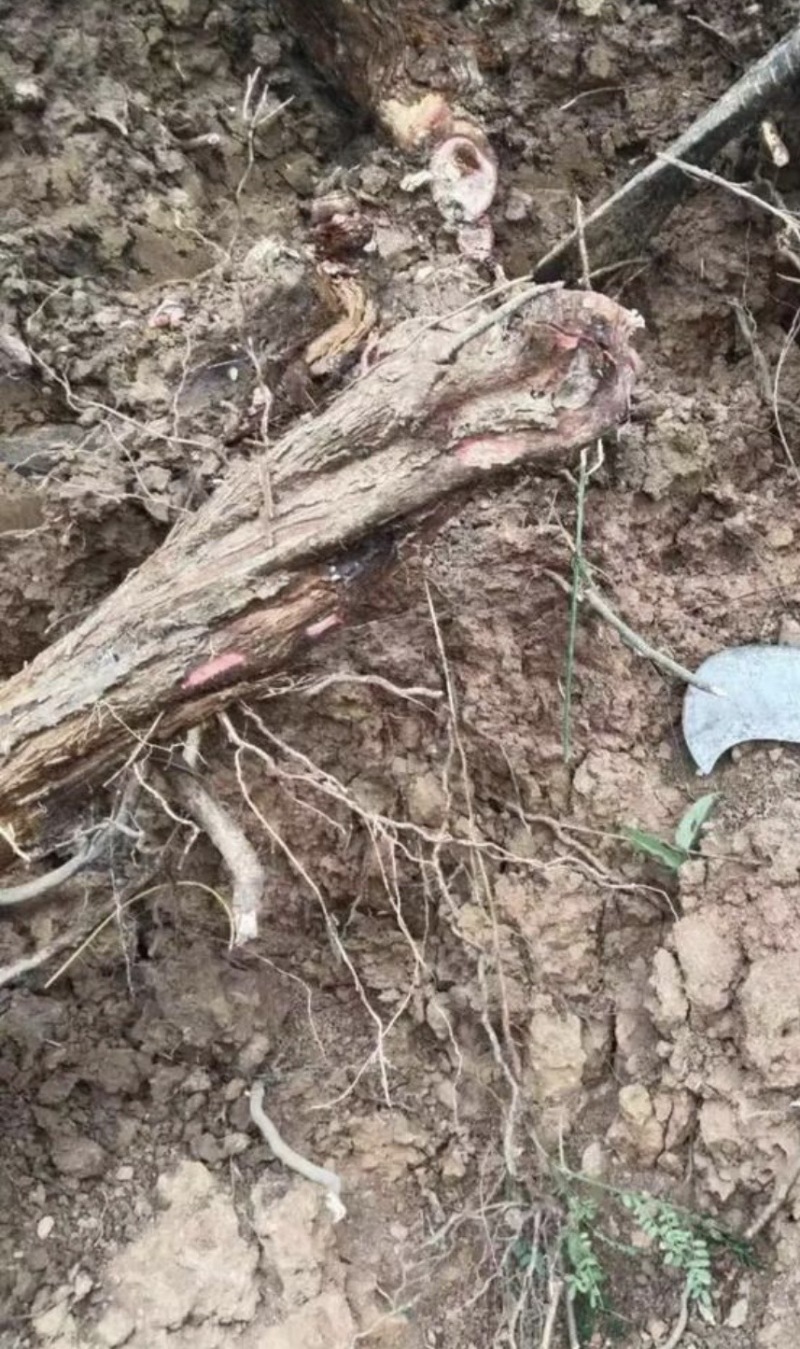 酸枣树根